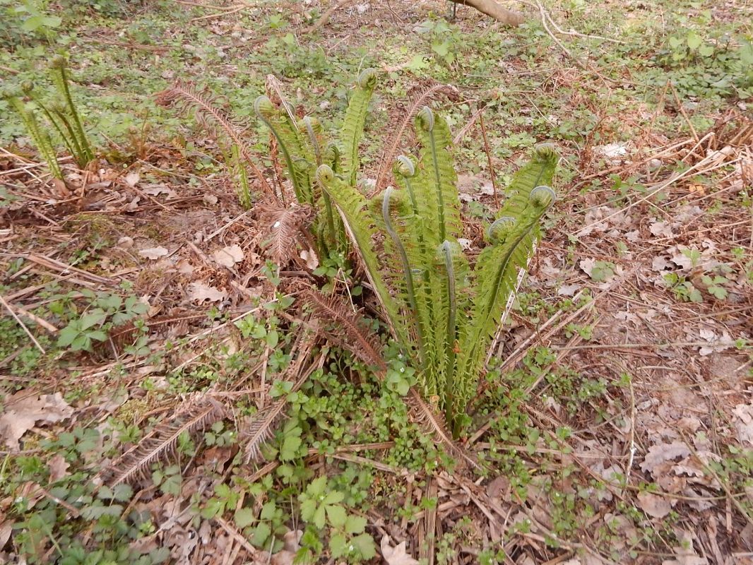 Matteuccia struthiopteris  - Maria Rita Gelso