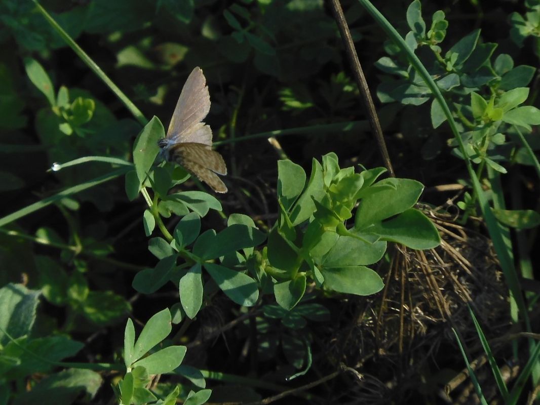 Leptotes pirithous  - Maria Rita Gelso
