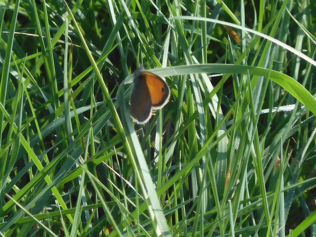 Coenonympha pamphilus  - Maria Rita Gelso