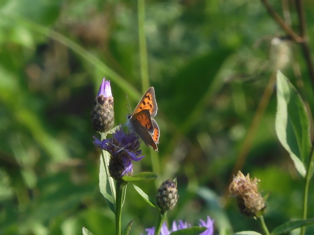 Lycaena phlaeas  - Maria Rita Gelso