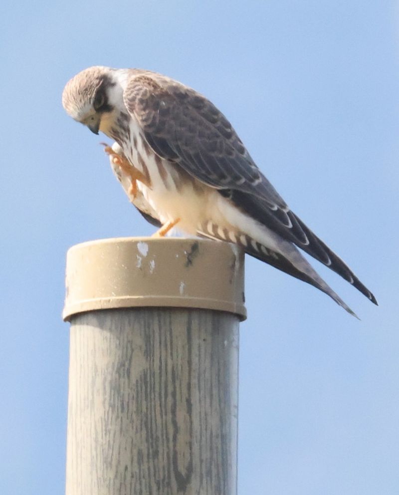 Falco cuculo  - Horand Maier