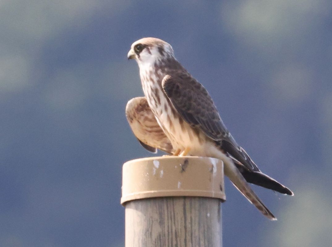 Falco cuculo  - Horand Maier