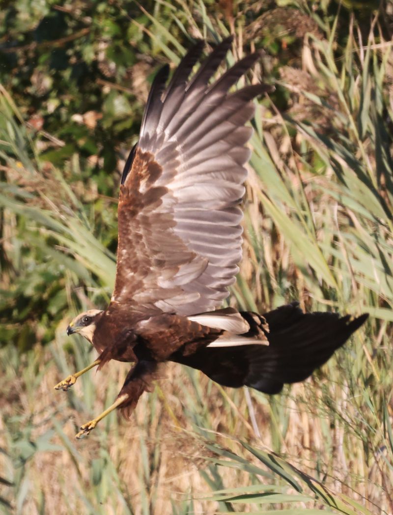 Falco di palude  - Horand Maier