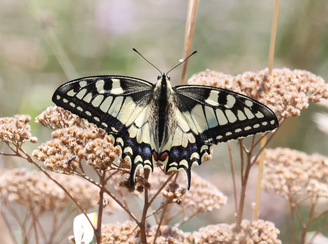 Papilio machaon  - Horand Maier