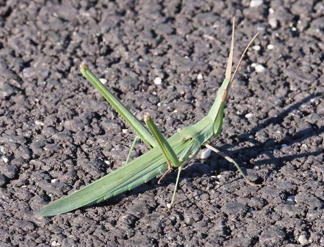 Acrida ungarica mediterranea  - Horand Maier