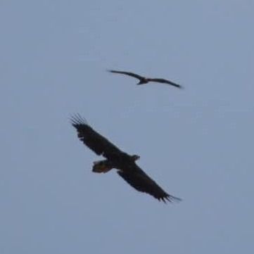 Aquila di mare  - Anonimo