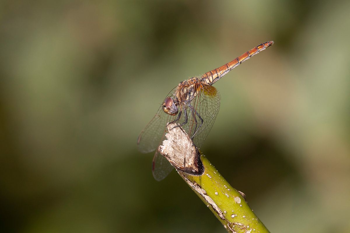 Trithemis annulata  - Lorenzo Maffezzoli