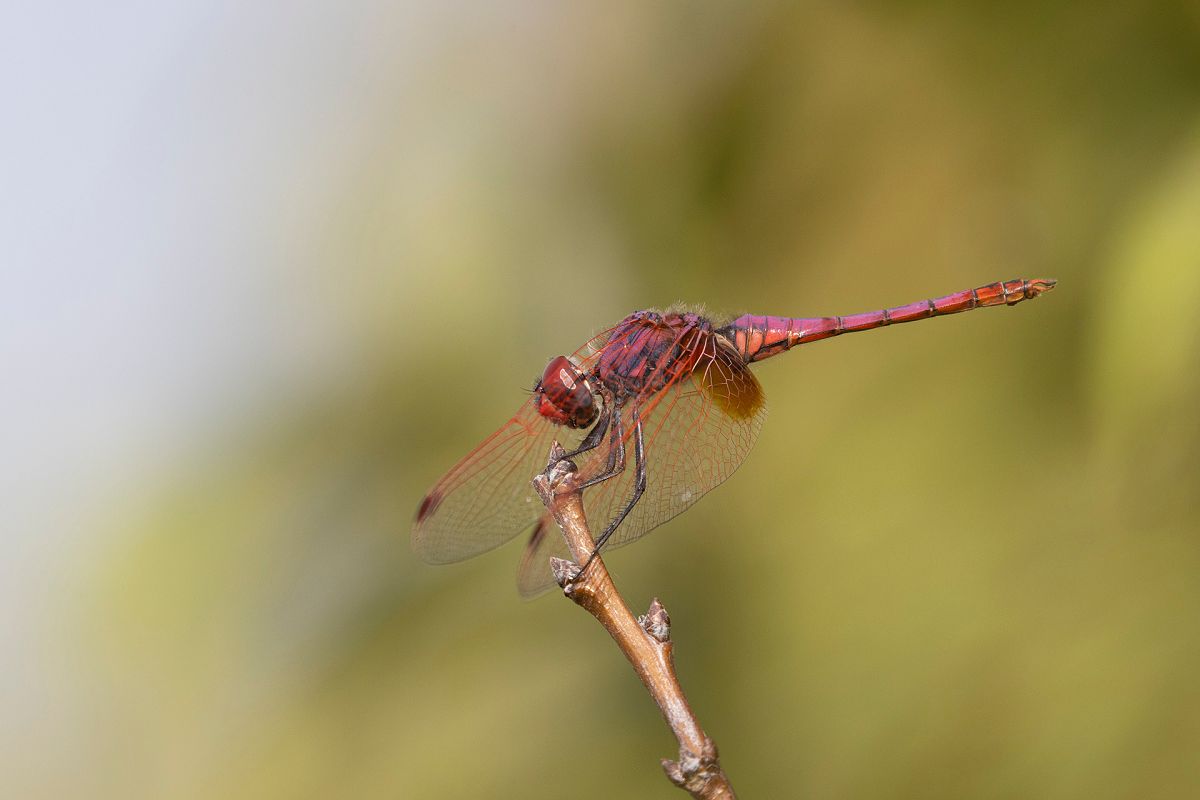 Trithemis annulata  - Lorenzo Maffezzoli