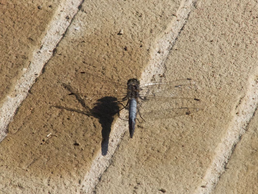 Orthetrum cancellatum  - Franco Roscelli