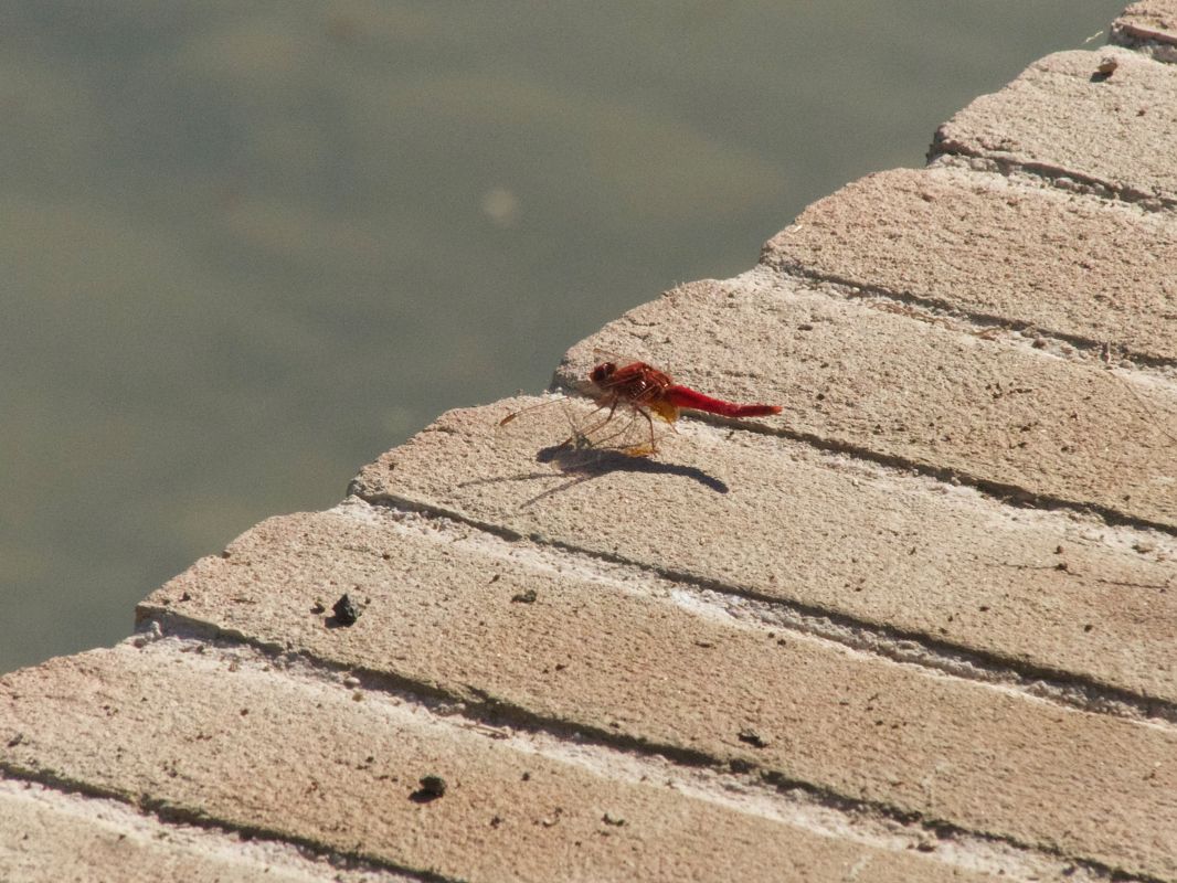 Crocothemis erythraea  - Franco Roscelli