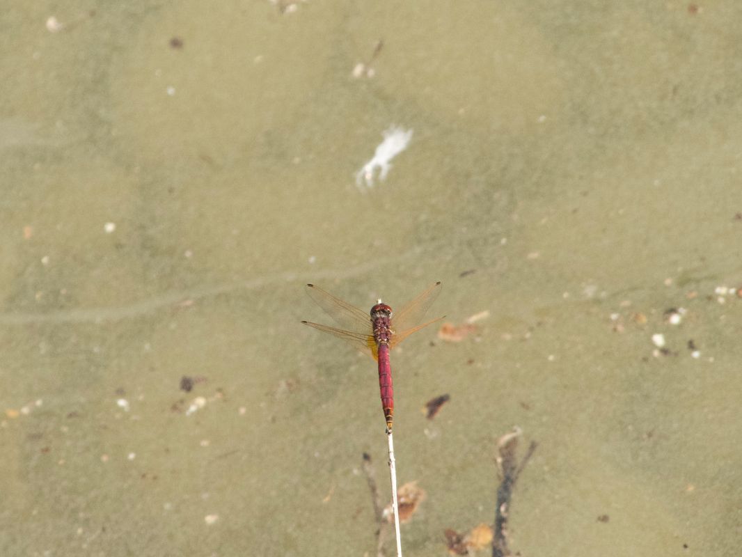 Crocothemis erythraea  - Franco Roscelli