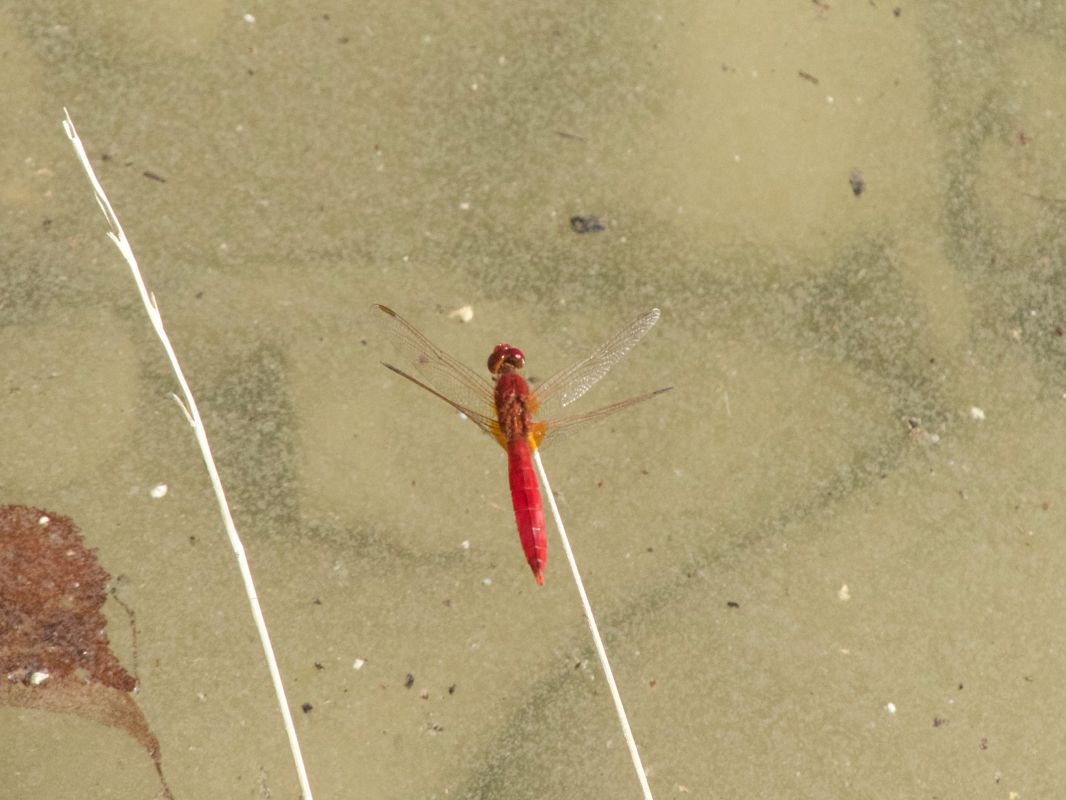 Crocothemis erythraea  - Franco Roscelli