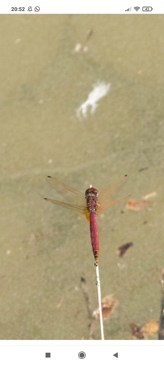 Trithemis annulata  - Franco Roscelli