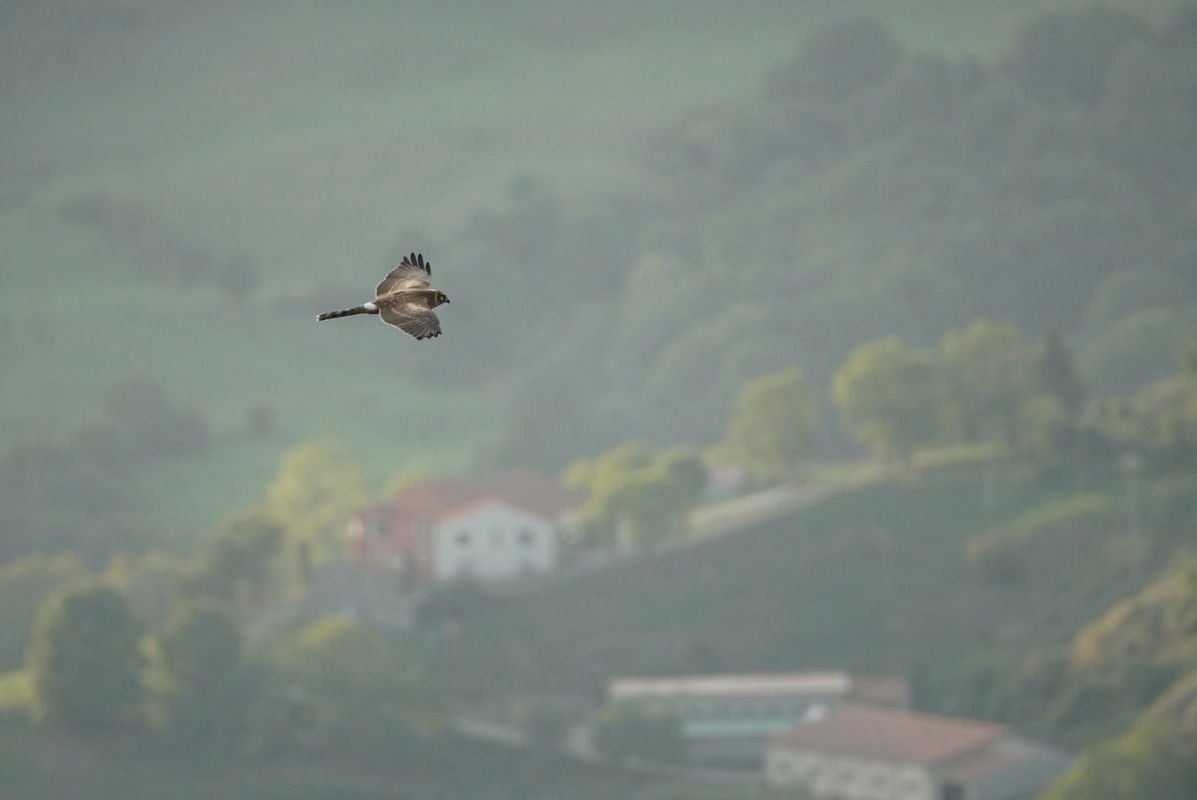 Albanella pallida  - Anonimo