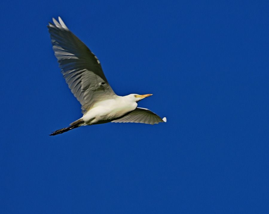 Airone guardabuoi  - Marco Esposito