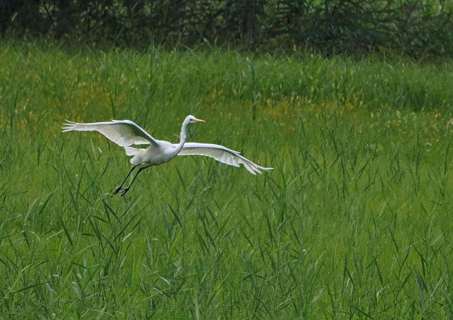 Airone bianco  - Marco Esposito