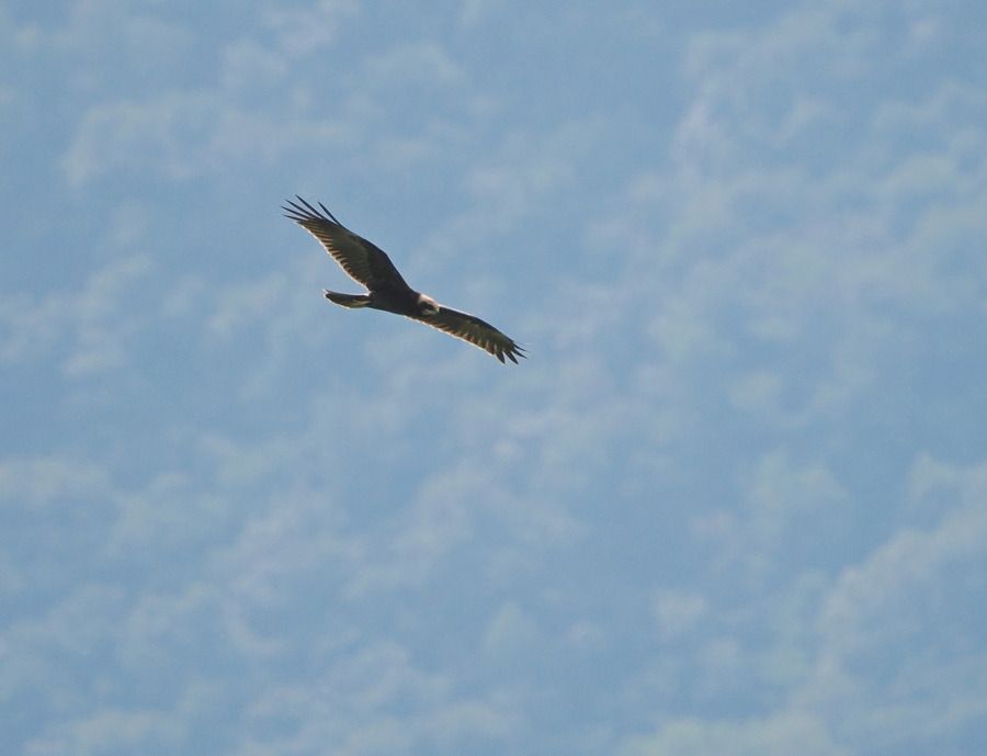 Falco di palude  - Marco Esposito