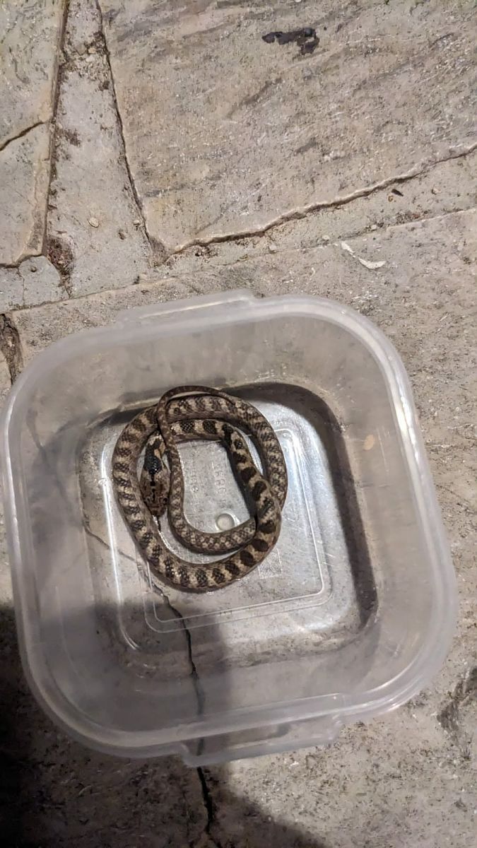 Serpente gatto europeo  - Tiziano Fiorenza (FVG)