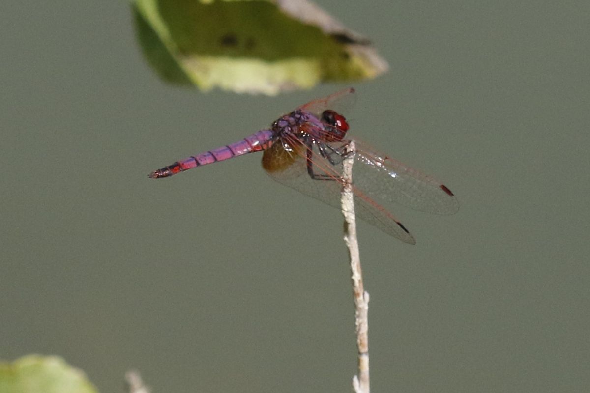 Trithemis annulata  - Francesco Ornaghi