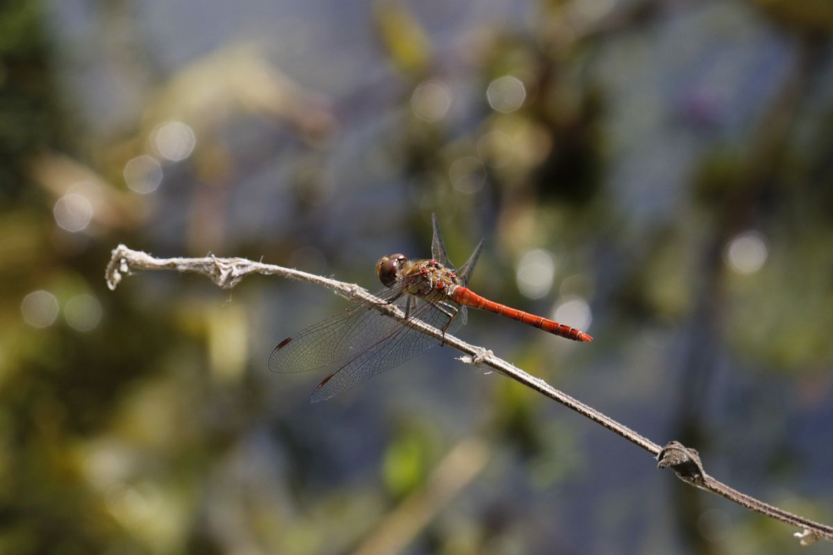Sympetrum striolatum  - Francesco Ornaghi