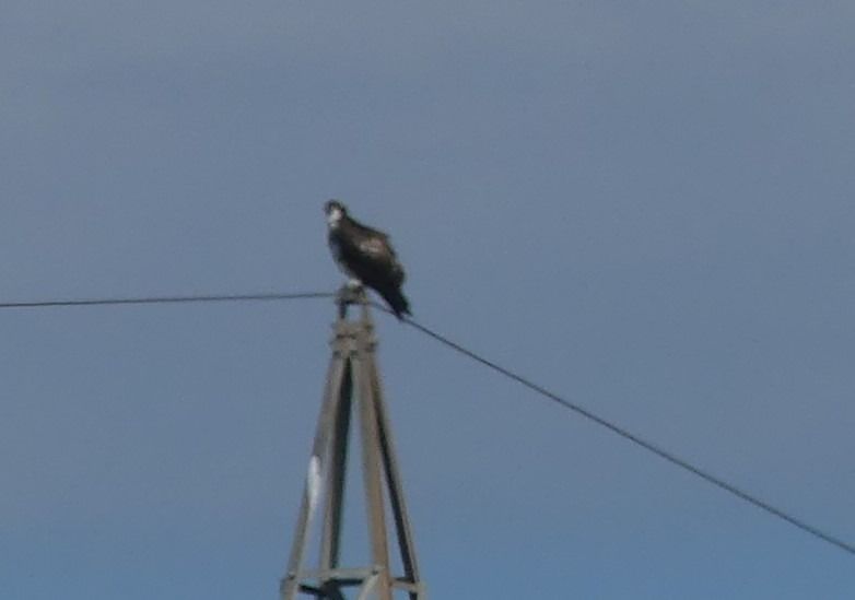 Falco pescatore  - Paolo Utmar (FVG)