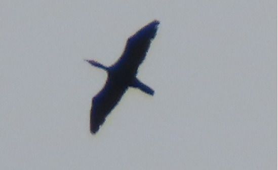 Cormorano  - Annalisa Sutto