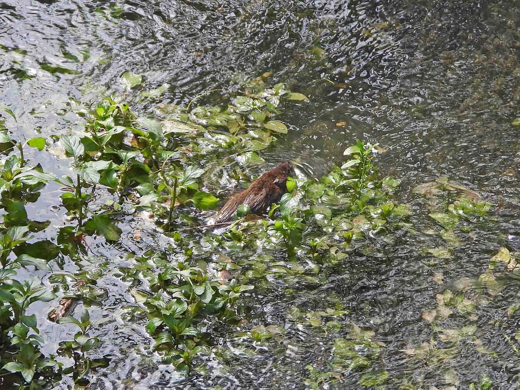 Arvicola acquatica  - Pier Luigi Taiariol