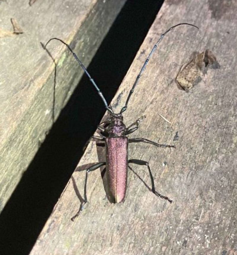 Aromia moschata  - Pier Luigi Taiariol