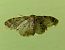 Idaea dimidiata © Giovanni Gambale