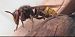 Vespa crabro © Giovanni Gambale
