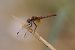 Frühe Heidelibelle (Sympetrum fonscolombei) © Giuseppe Colombo
