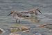Piovanello pancianera (Calidris alpina) © Giuseppe Colombo