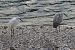 Garzetta (Egretta garzetta) © Giuseppe Colombo