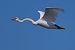 Cigno reale (Cygnus olor) © Jürgen Prohaska-Hotze