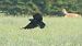 Cornacchia nera (Corvus corone) © Cesare Rovelli