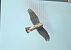 Sparviere (Accipiter nisus) © Cesare Rovelli