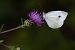 Pieris rapae © Alfio Sala