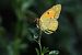 Colias crocea © Alfio Sala