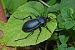 Coleoptera sp. © Alfio Sala