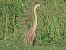 Airone rosso (Ardea purpurea) © Enrico Catalano