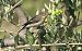 Balia nera (Ficedula hypoleuca) © Giuseppe Speranza