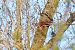 Scoiattolo comune europeo (Sciurus vulgaris) © Lorenzo Cocco