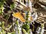 Melitaea phoebe  - Daniele Capello