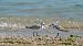 Piovanello tridattilo (Calidris alba) © Rossella Ronchetti