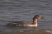 Smergo maggiore (Mergus merganser) © Andrea Mosele