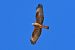Falco pecchiaiolo (Pernis apivorus) © Giuseppe Recchia