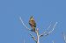 Prispolone (Anthus trivialis) © Sergio Mantovani