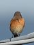 Codirosso (Phoenicurus phoenicurus) © Michele Cento