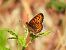 Melitaea trivia #  - Michele Cento