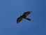 Astore (Astur gentilis) © Michele Cento